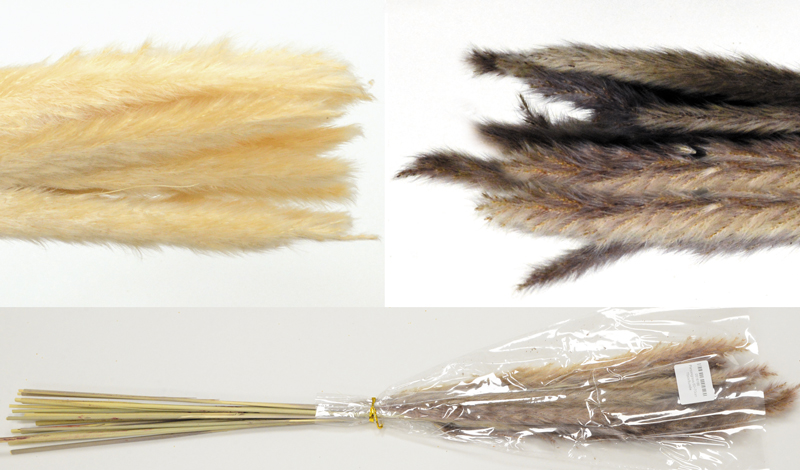 0516166.jpg PAMPAS 70cm 0516166 - Image 1
