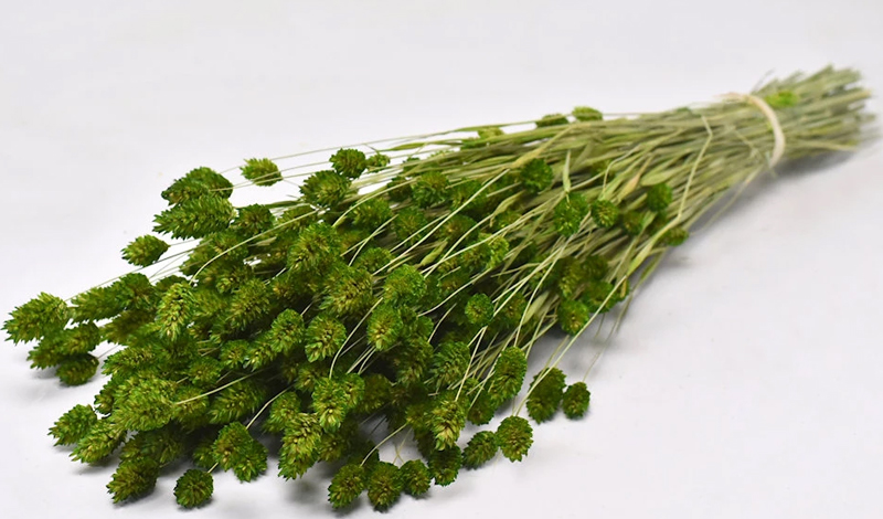 0963503.jpg PHALARIS ΠΡΑΣΙΝΟ 70cm 0963503 - Image 1